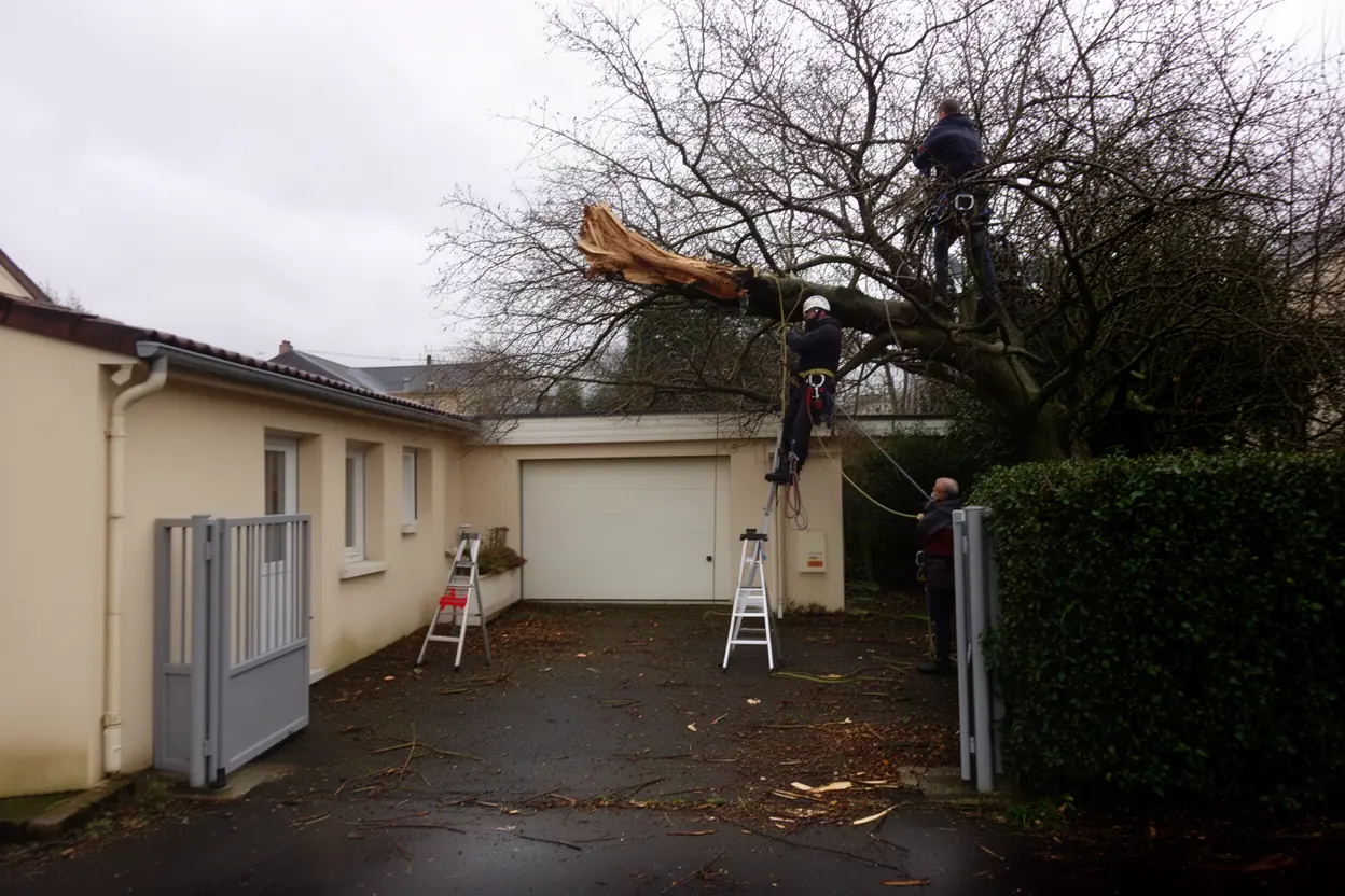 Grimpeur sécurisant un arbre après tempête à Clermont-Ferrand